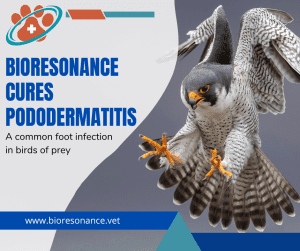 pododermatitis: a common foot infection in birds of prey