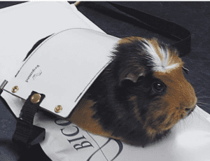 guinea pig having Bioresonance