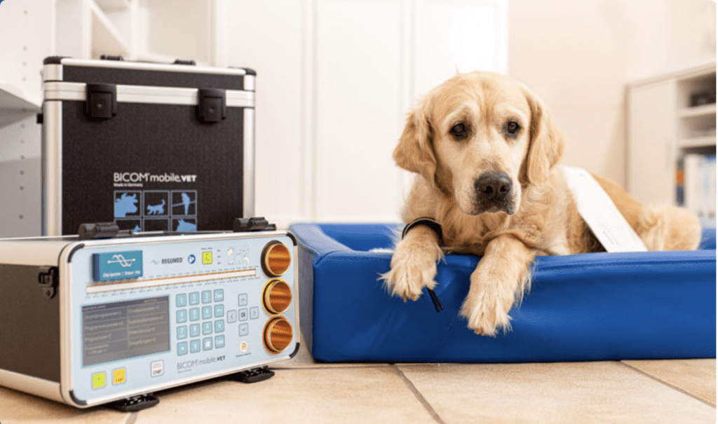 Dog enjoys Bioresonance