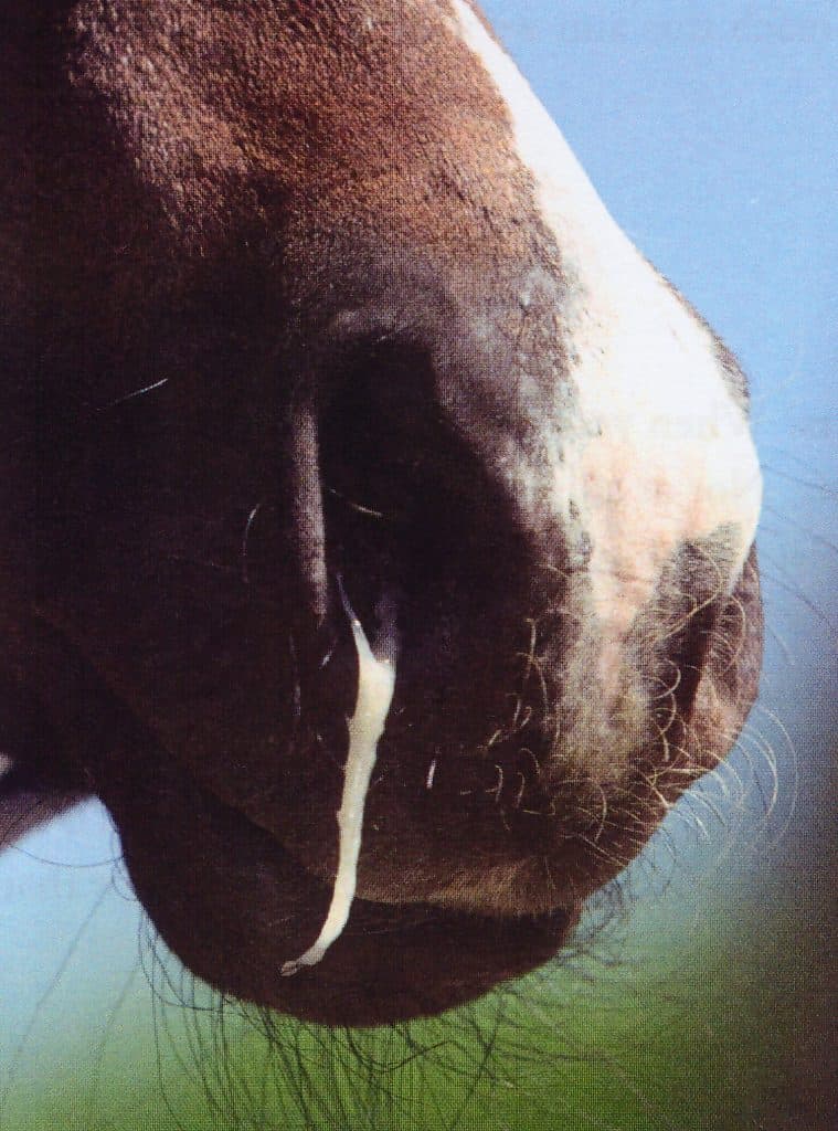 horse-runny-nose