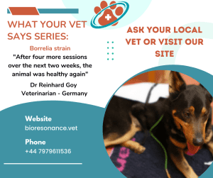 Healing a dog with Borrelia strain through alternative therapy