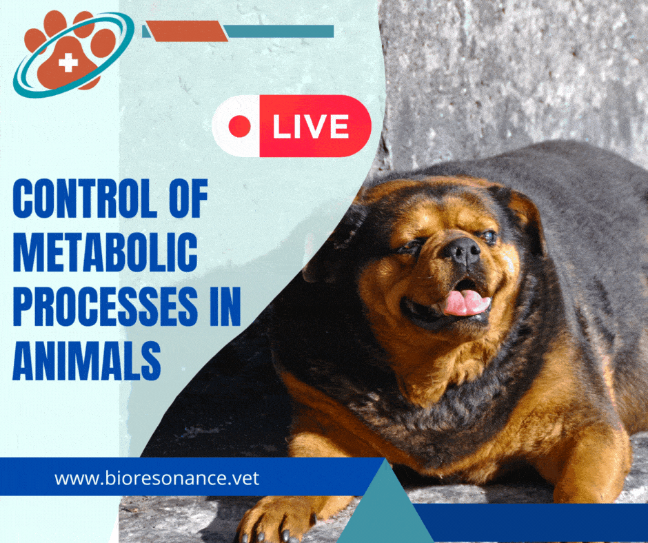 Control of metabolic processes in animals
