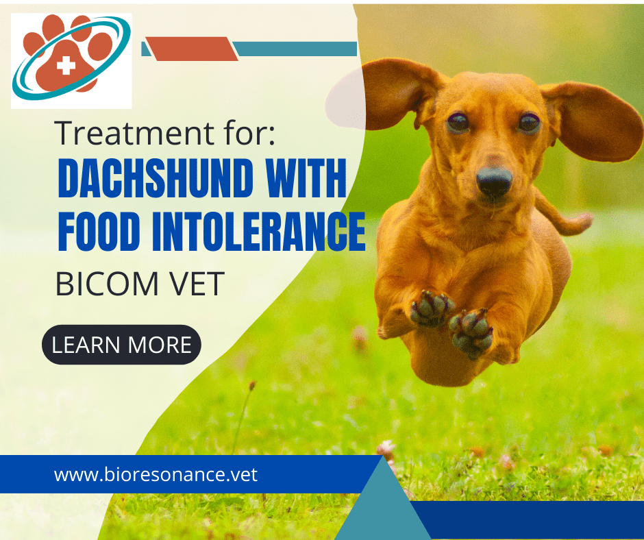 Dachshund Rambo with food intolerance