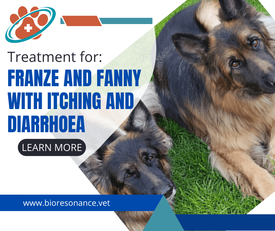 Long‐haired shepherds Franze and Fanny with itching and diarrhoea