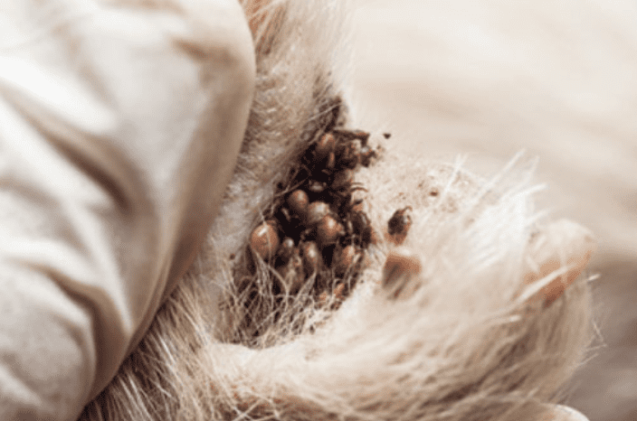 Ticks in ear